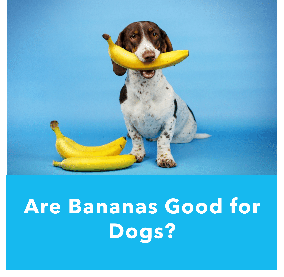 Are Bananas Good for Dogs? | Vetnique
