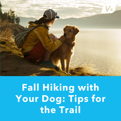 Fall Hiking with Your Dog: Tips for the Trail