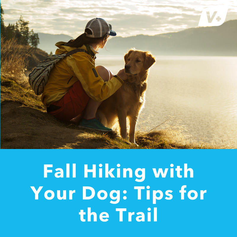 Hiking With Your Dog: A Seasonal Guide for Safe Trail Adventures