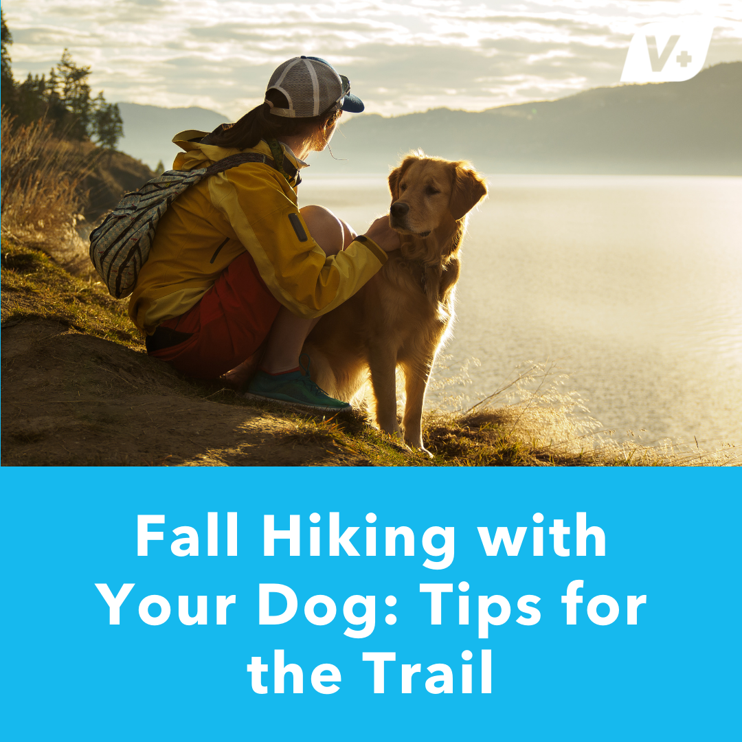 Hiking With Your Dog: A Seasonal Guide for Safe Trail Adventures