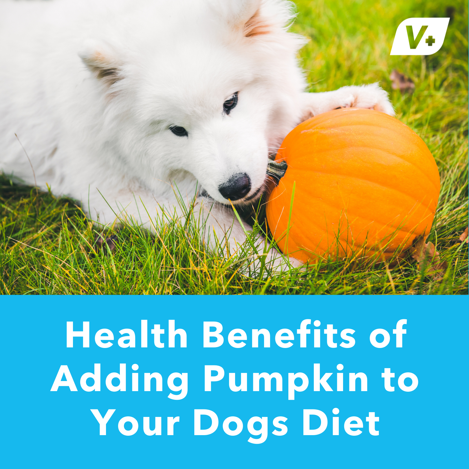 Benefit of pumpkin for dogs