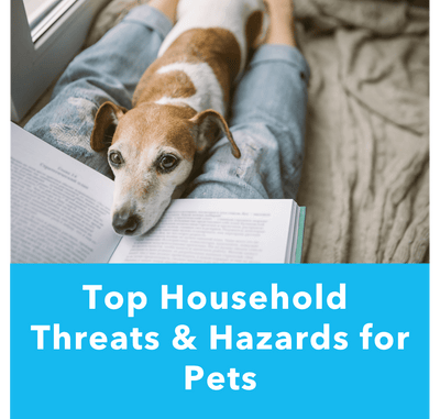 Top Household Threats & Hazards for Pets