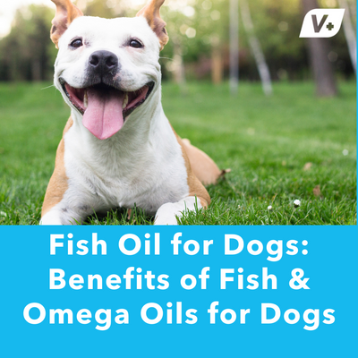 Fish Oil for Dogs: Benefits of Fish & Omega Oils for Dogs