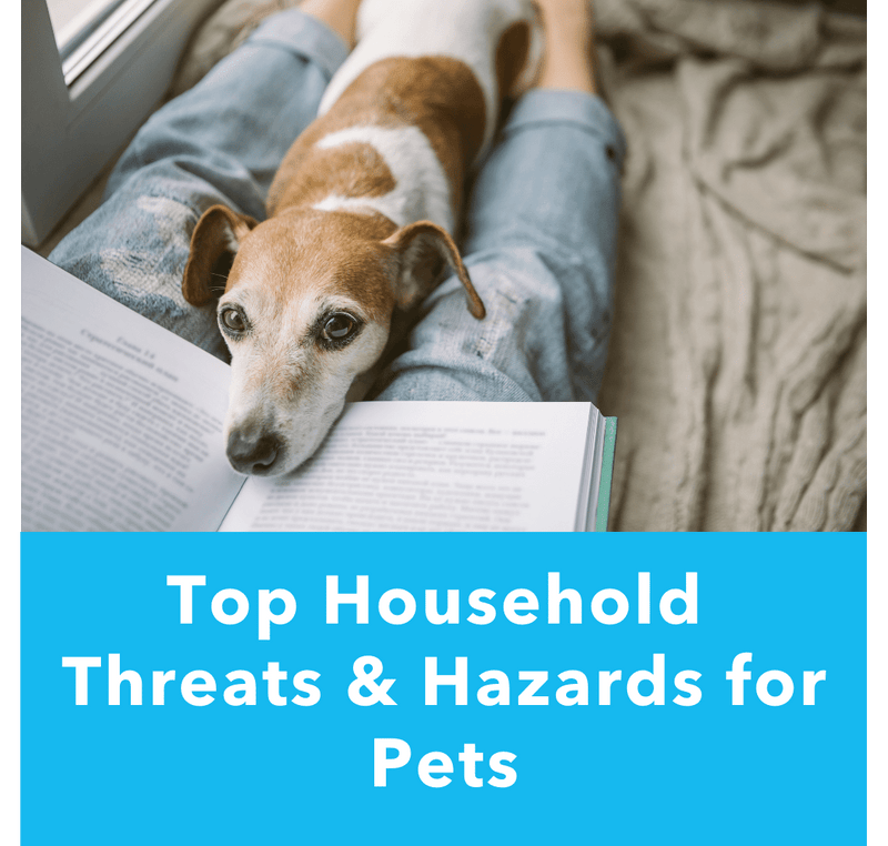 Top Household Threats and Hazards for Pets