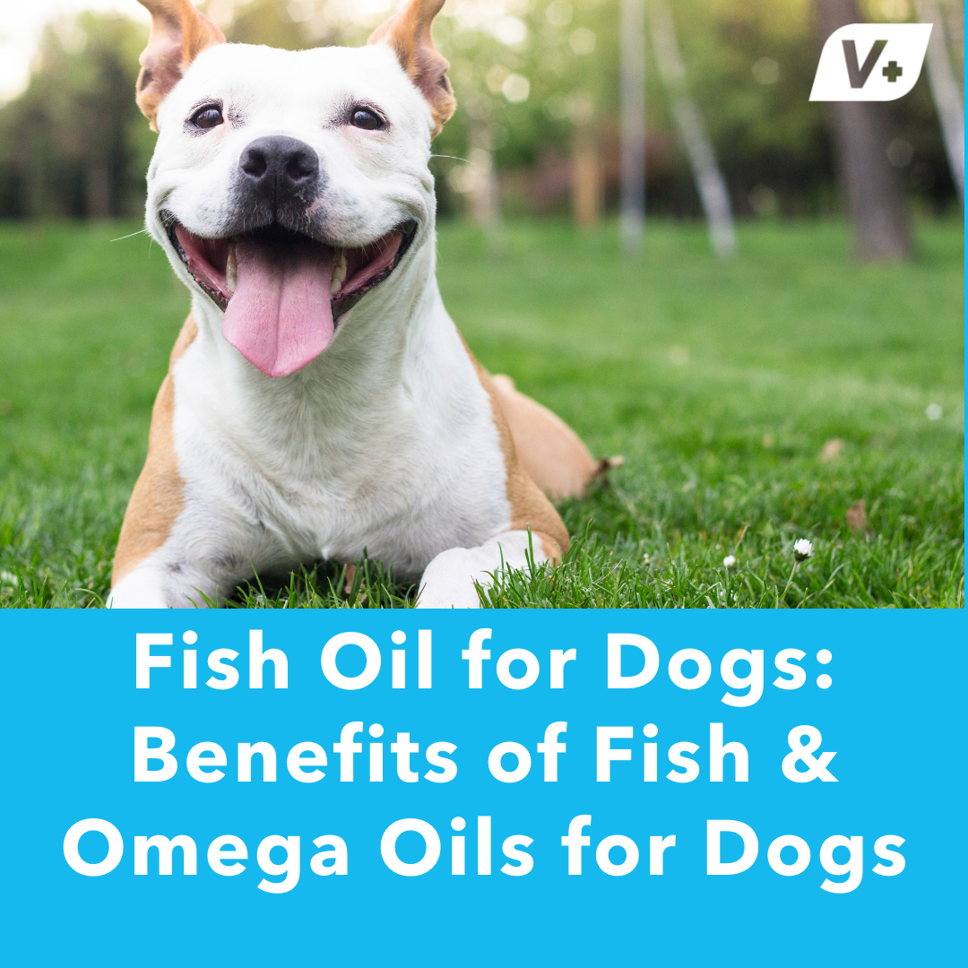 Fish Oil for Dogs: Is It Good & What Are the Benefits?