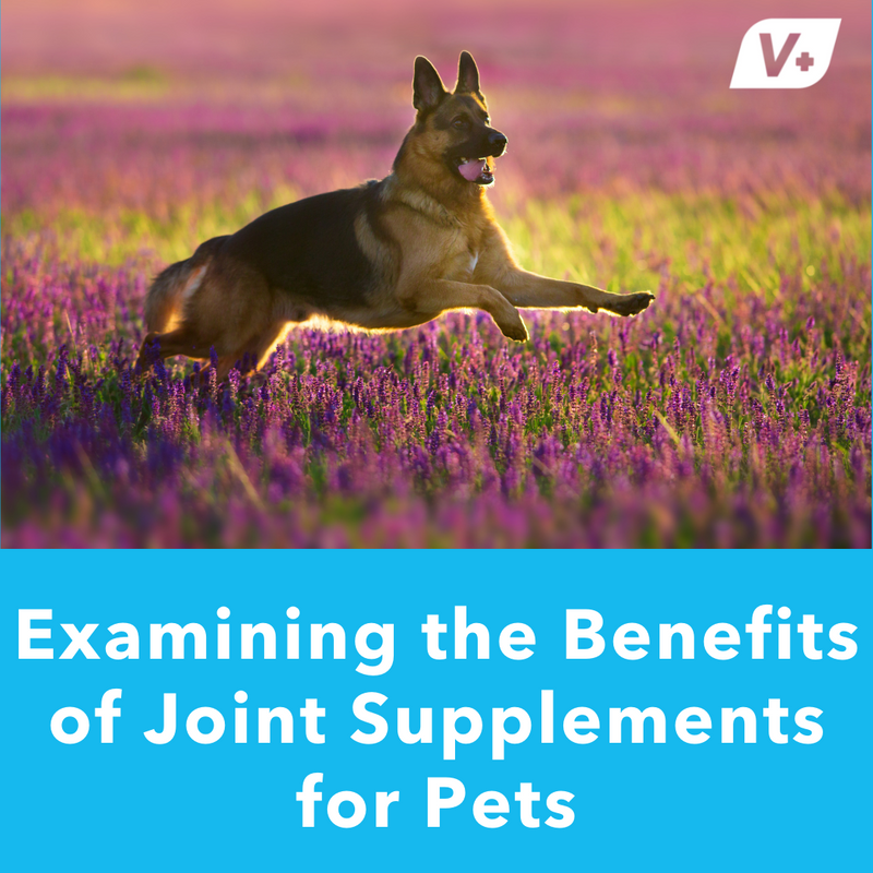 Benefits of Joint Supplements for Dogs: What They Do and Why They Work