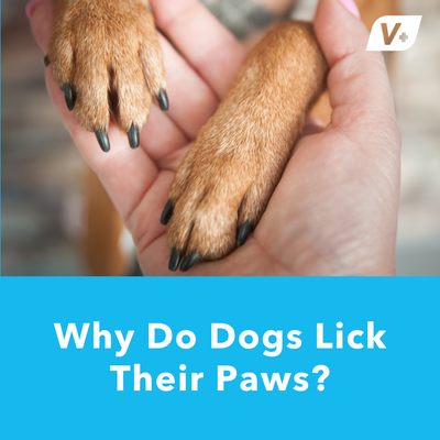 Why Do Dogs Lick Their Paws?