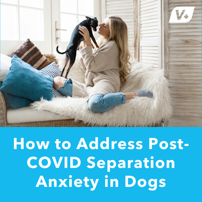 How to Address Post-COVID Separation Anxiety in Dogs