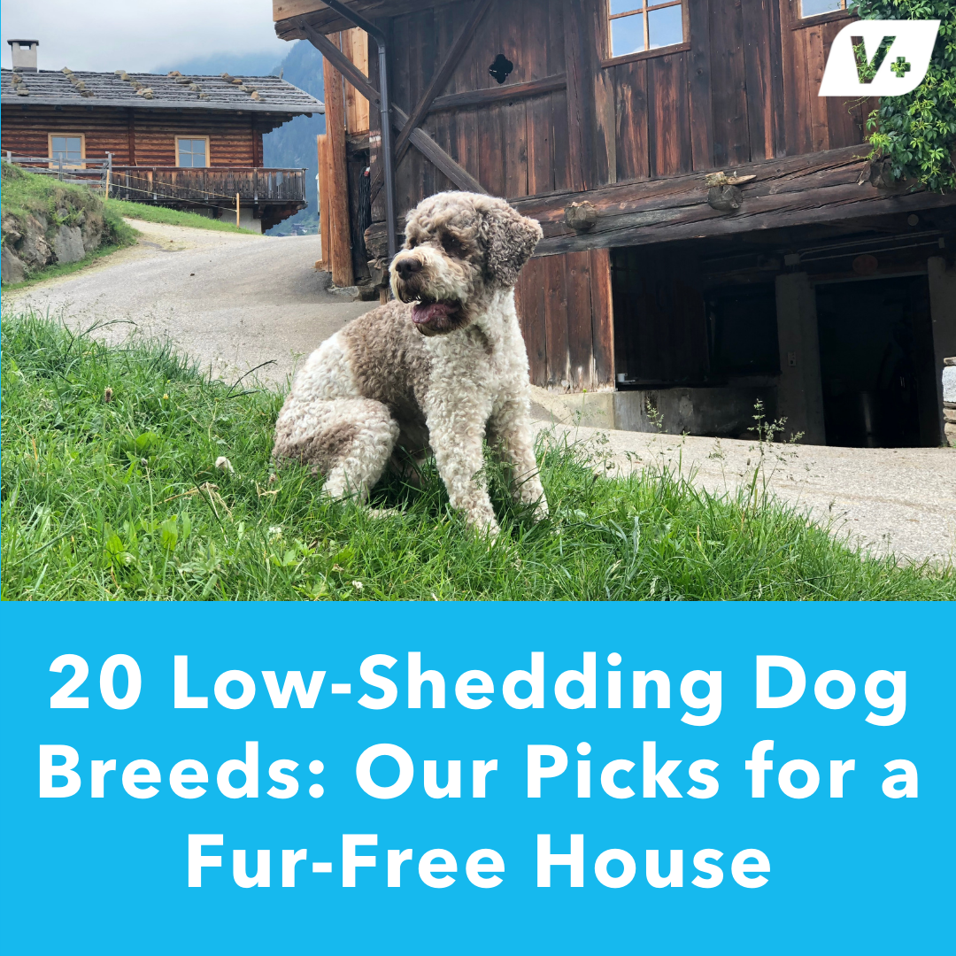 20 Low-Shedding Dog Breeds: Our Picks for a Fur-Free House