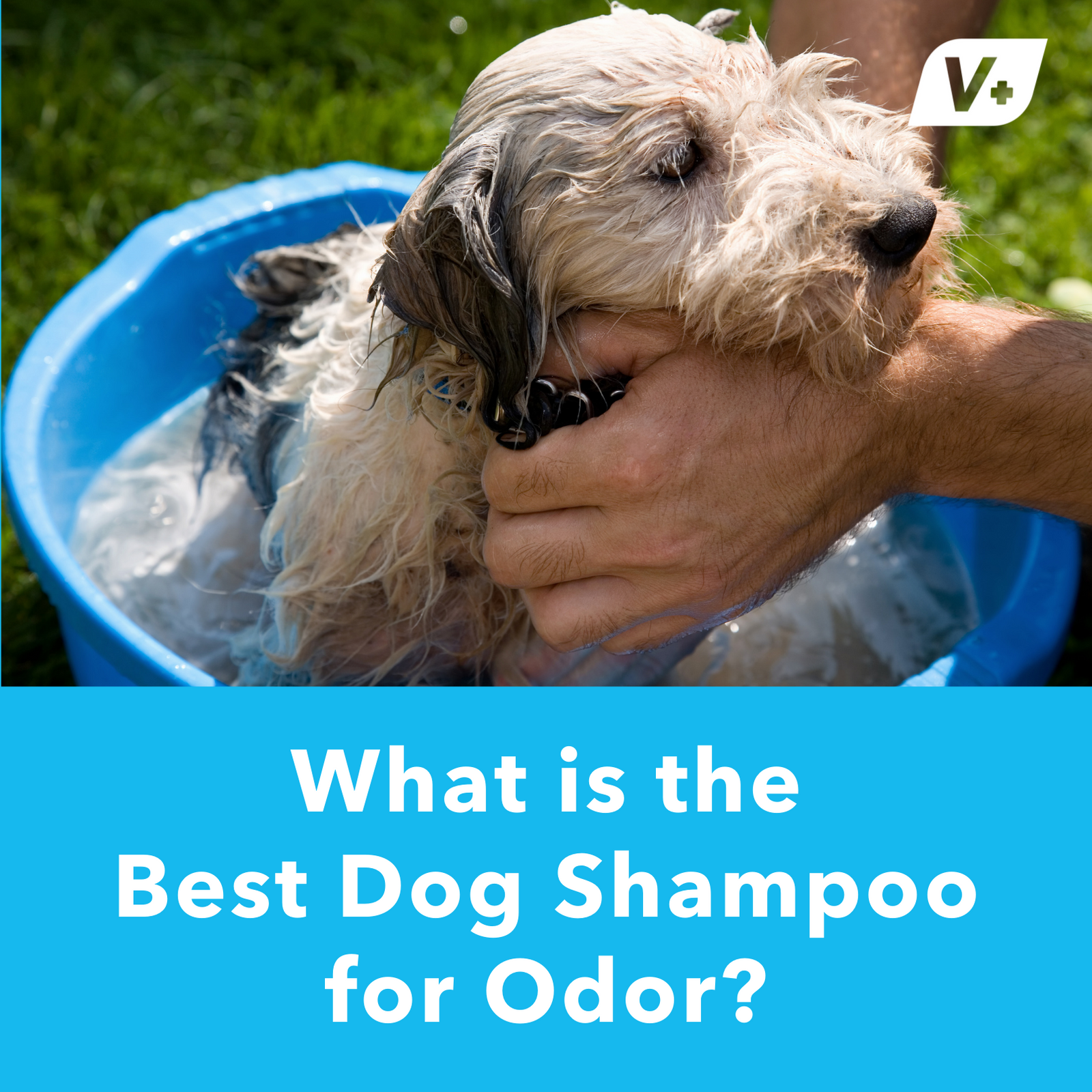 Best dog shampoo for dog odor