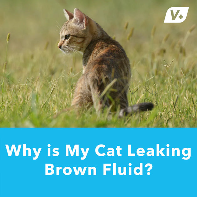 Why Is My Cat Leaking Brown Fluid?