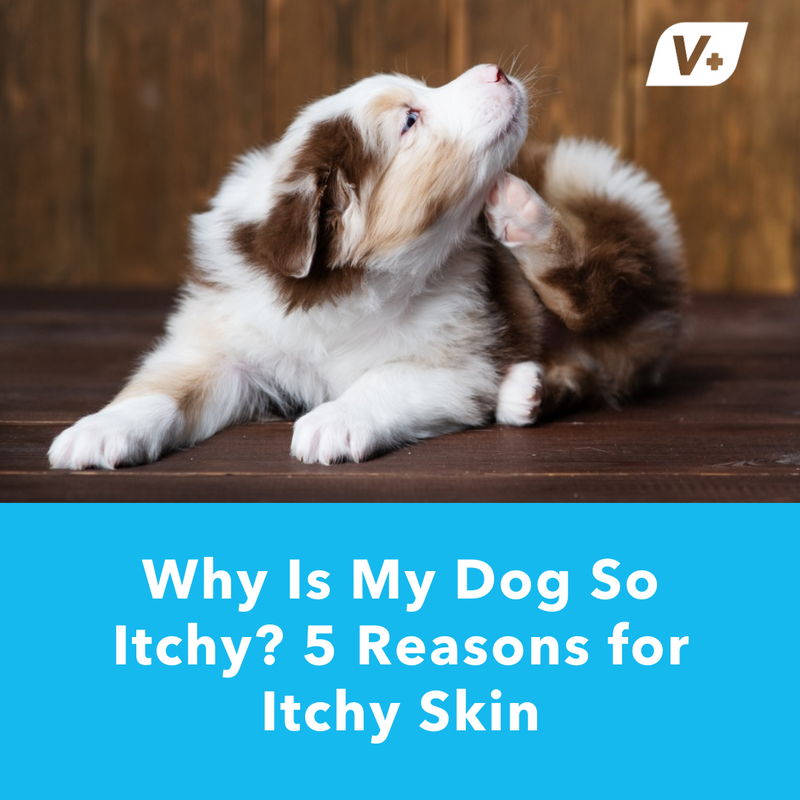 Why Is My Dog So Itchy? Causes of Itchy Skin and How to Help
