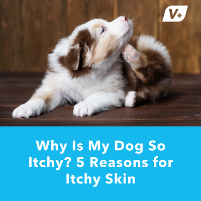 Why Is My Dog So Itchy? 5 Reasons for Itchy Skin | Vetnique