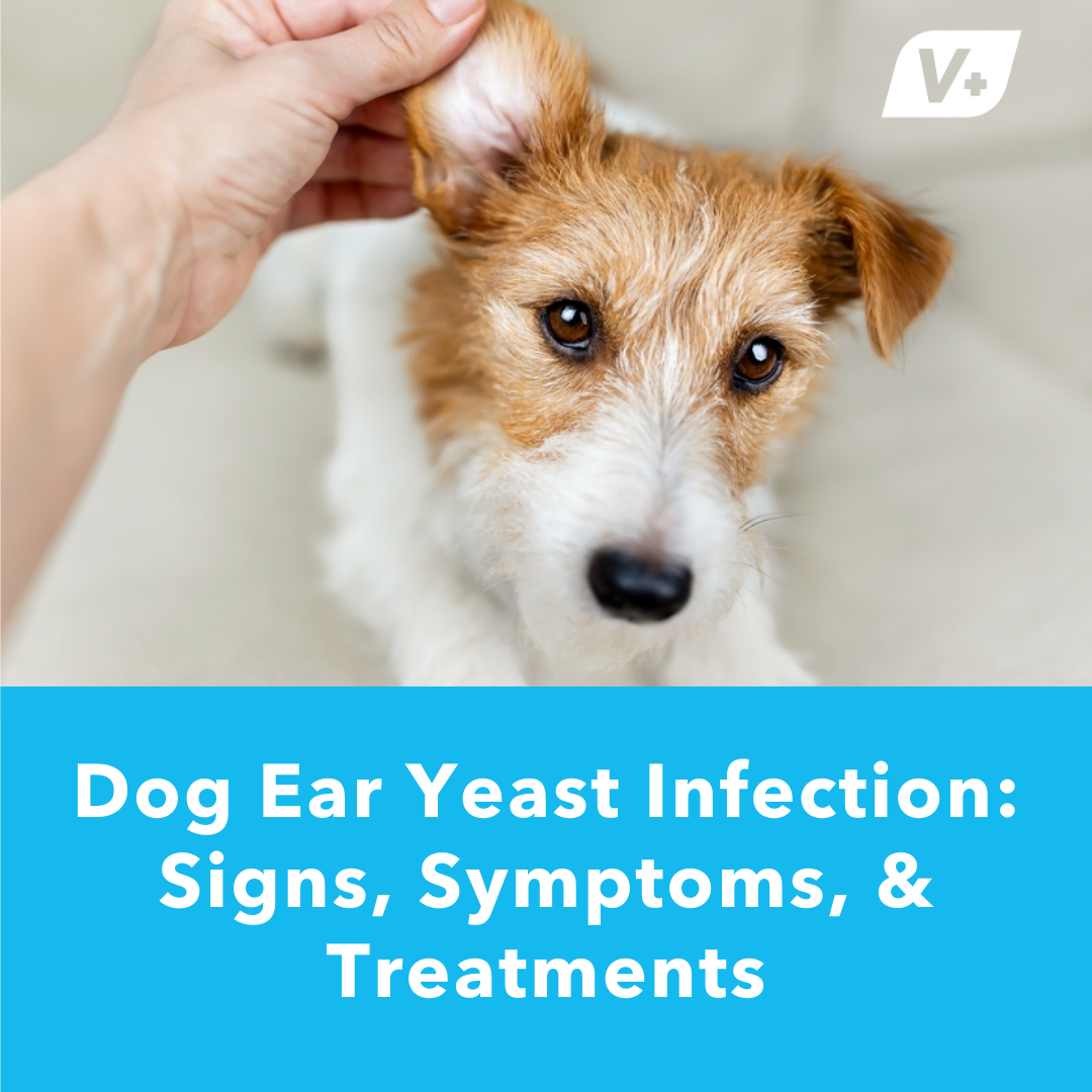 Dog having his ear inspected for a dog ear yeast infection