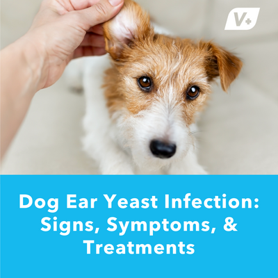 Dog Ear Yeast Infection: Signs, Symptoms, &amp; Treatments | Vetnique