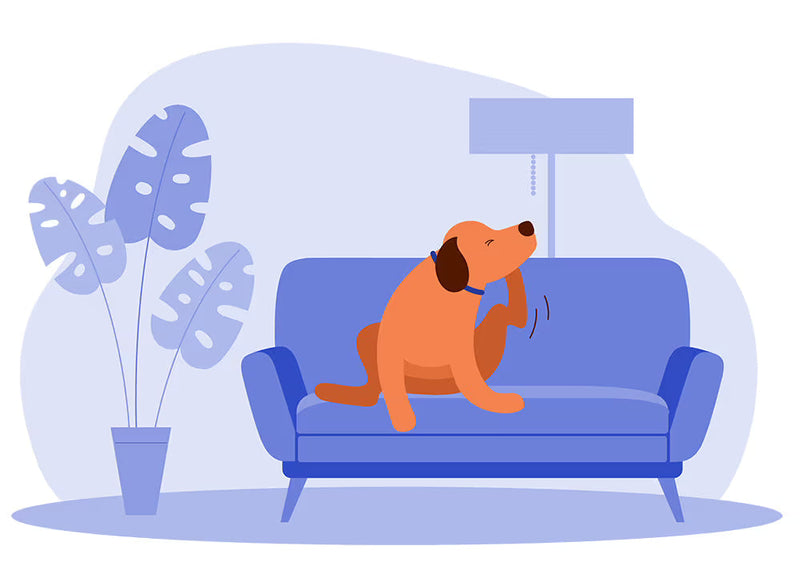 Yeast Infections in Dogs: Causes, Symptoms, and Treatment