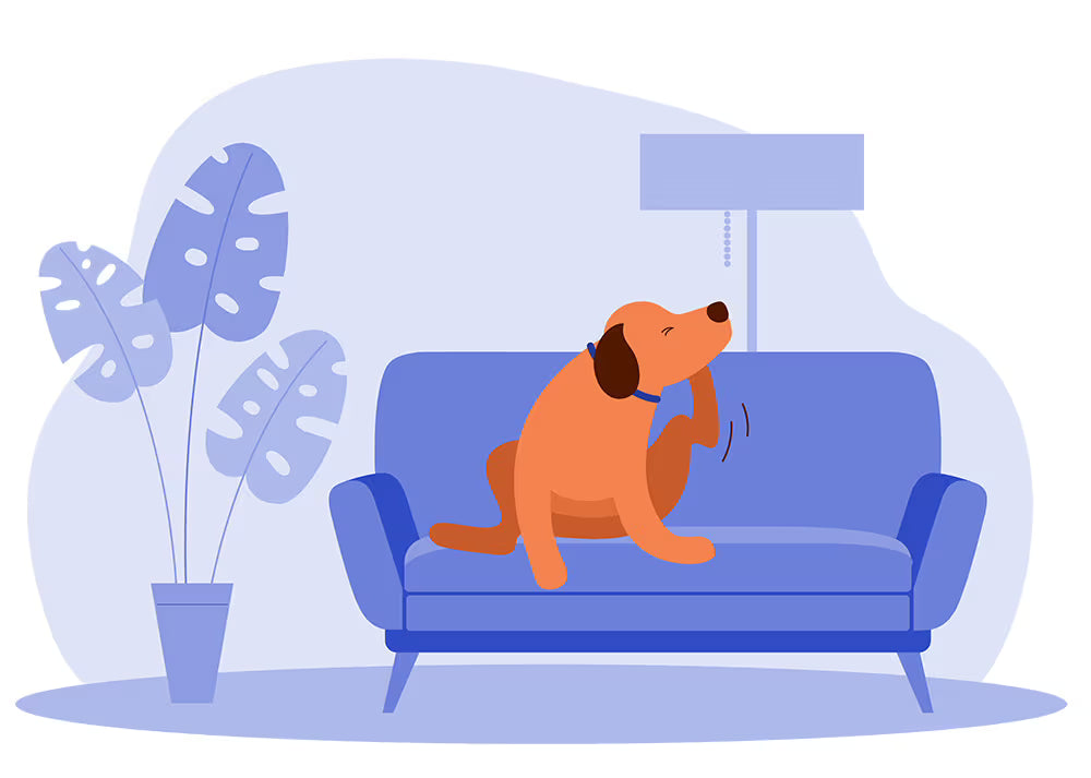 Yeast Infections in Dogs: Causes, Symptoms, and Treatment