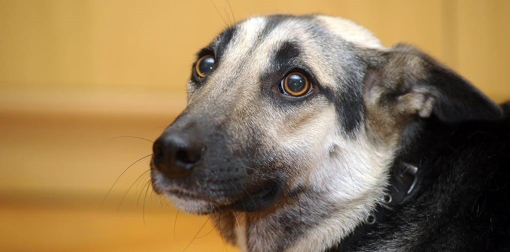 Signs of Anxiety in Dogs: Causes, Triggers, and How to Help