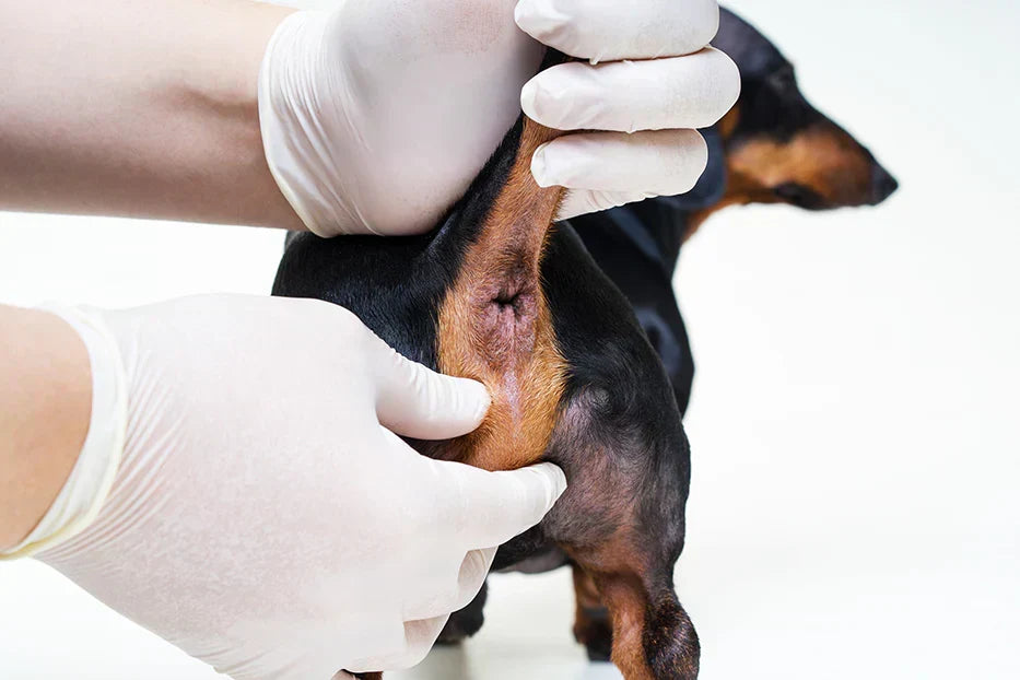 Quick Facts About Anal Glands in Dogs and Cats