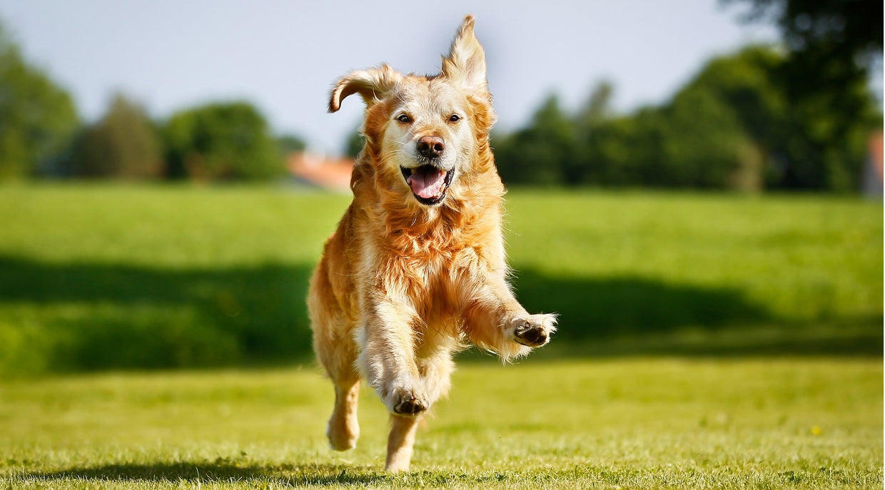 Glucosamine Supplements for Dogs: Supporting Joint Stiffness and Mobility