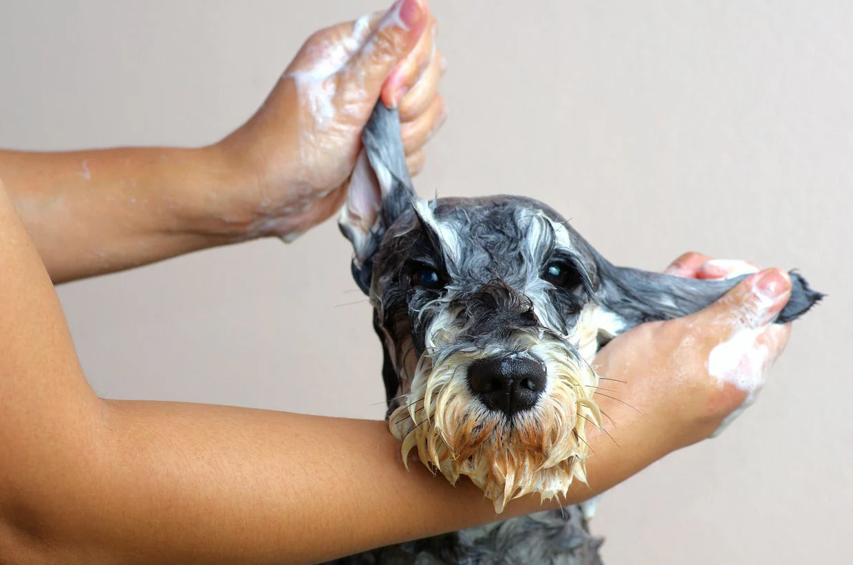How To Bathe A Dog: Step-By-Step Guide