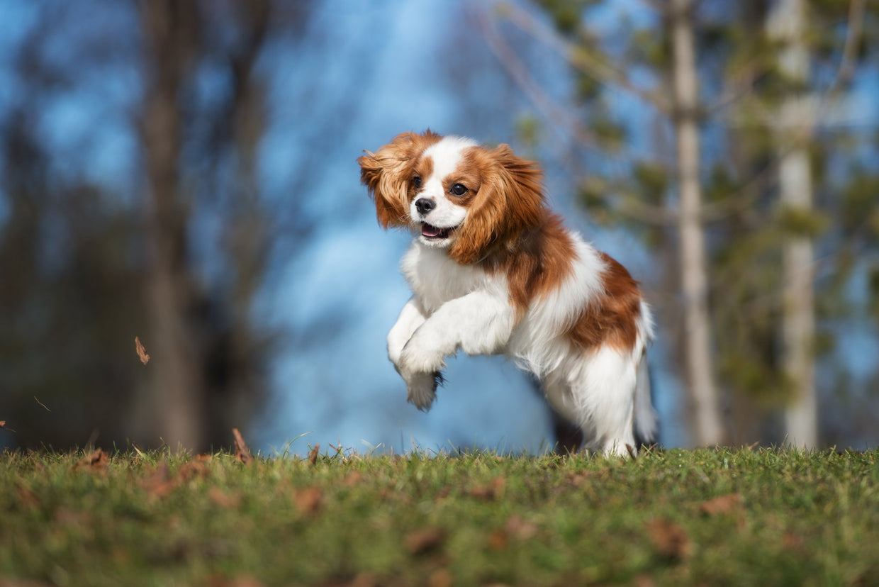 How to Safely Lift Your Dog and Protect Their Joints