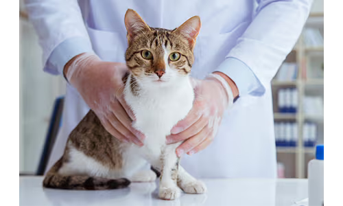 Why Is My Cat Not Cleaning Its Bum Properly?