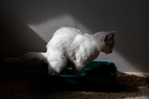 Cat Constipation: Symptoms, Causes, Remedies, and When to See a Vet