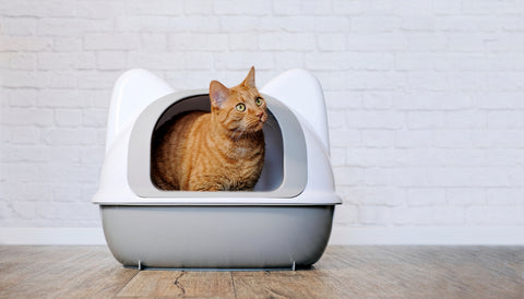 How to Identify Abnormal Cat Poop in the Litter Box