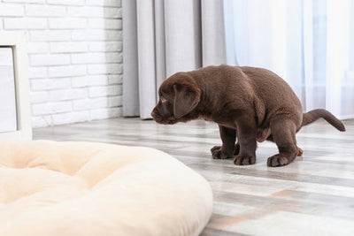 Dog Scooting? How to Soothe Your Dog's Itchy Butt & Irritated Anus
