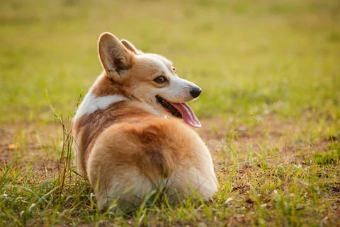 Are Allergies Causing Your Dog's Itchy Butt?