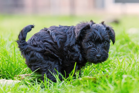 How Often Do Puppies Poop? Frequency by Age and What to Expect