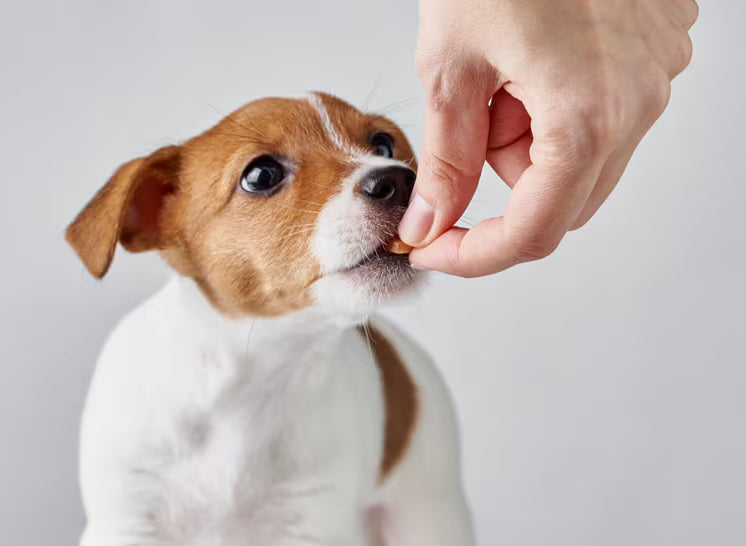 Why Do Dogs Need Vitamins? A Vet-Reviewed Guide to Dog Vitamin Supplements
