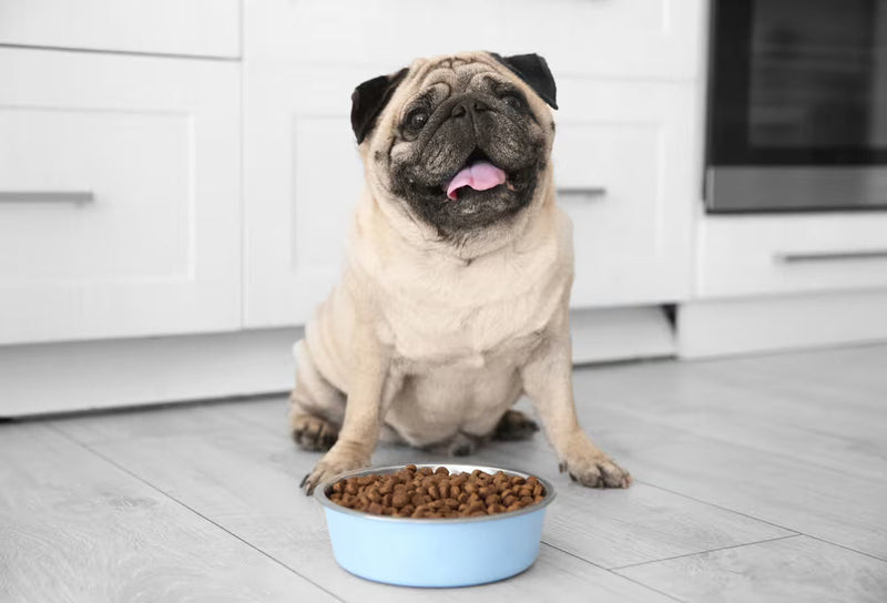 overweight pug