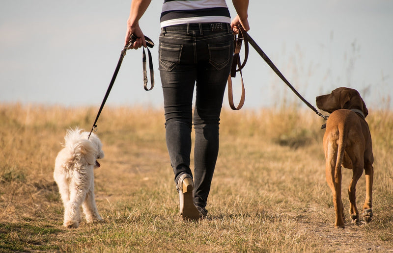 Tips for Exercising Dogs in Hot Weather