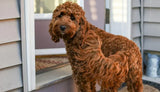 Anal Gland Issues in Dogs: Causes, Symptoms, and Treatment