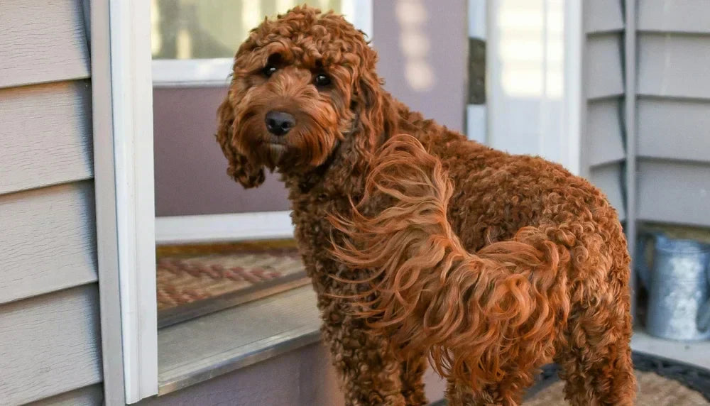 Dog with anal gland issues