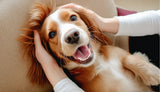 Dog Dental Care & Health: Common Problems, Symptoms, and Prevention