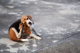 Dog Ear Infections: Symptoms, Causes, and Treatment
