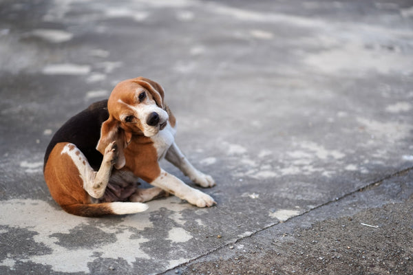 Dog Ear Infections: Symptoms, Causes, and Treatment