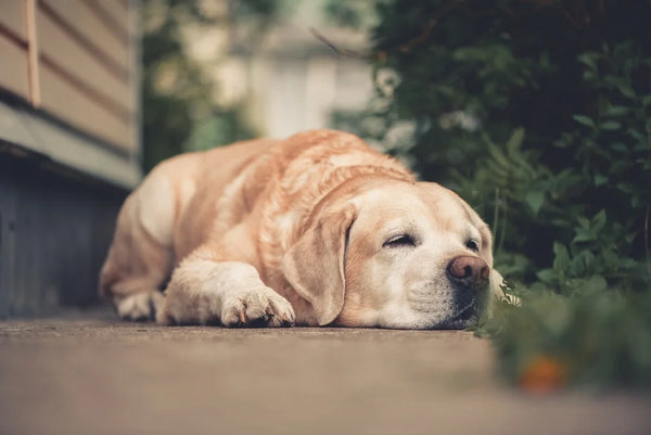Dog Arthritis & Joint Conditions: Causes, Symptoms, and Treatment
