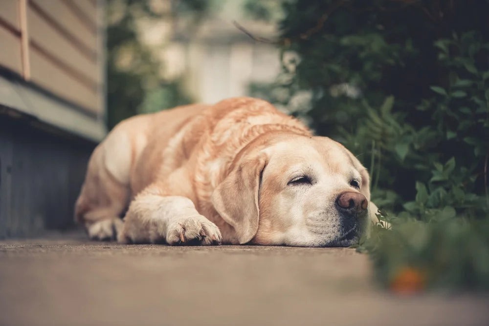 Old labrador with arthritis