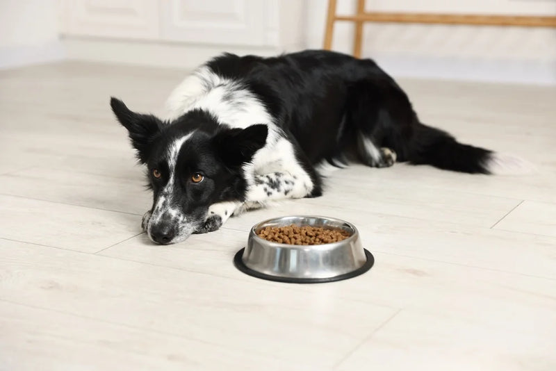 dog refusing to eat