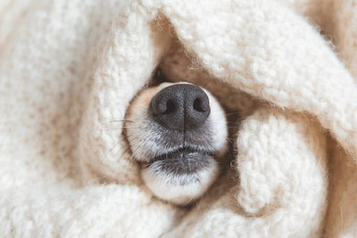 7 Tips to Help Your Dog’s Dry Skin in Winter