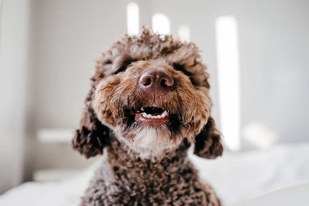 Bad Breath in Dogs: Causes & Treatment Tips