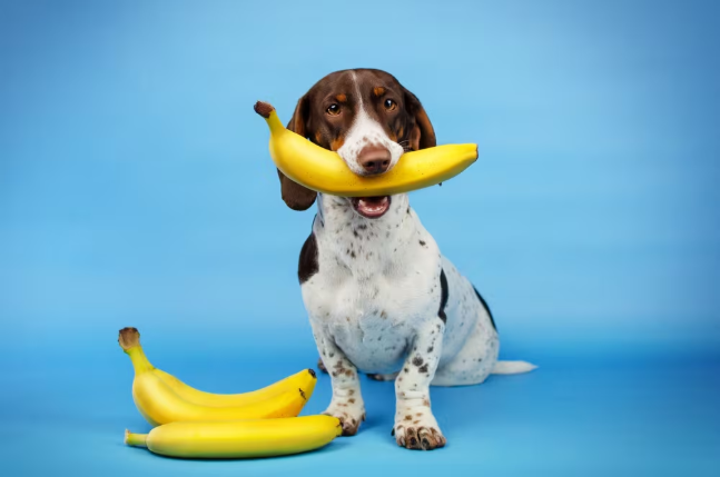 Dog eating banana