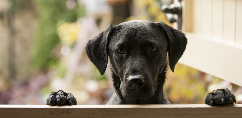 Why Do Dogs Jump Up? Causes, Training Tips, and Joint Impact