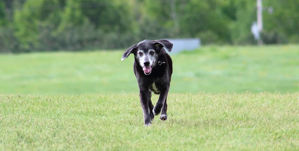 Glucosamine for Dogs: Benefits & Importance Explained