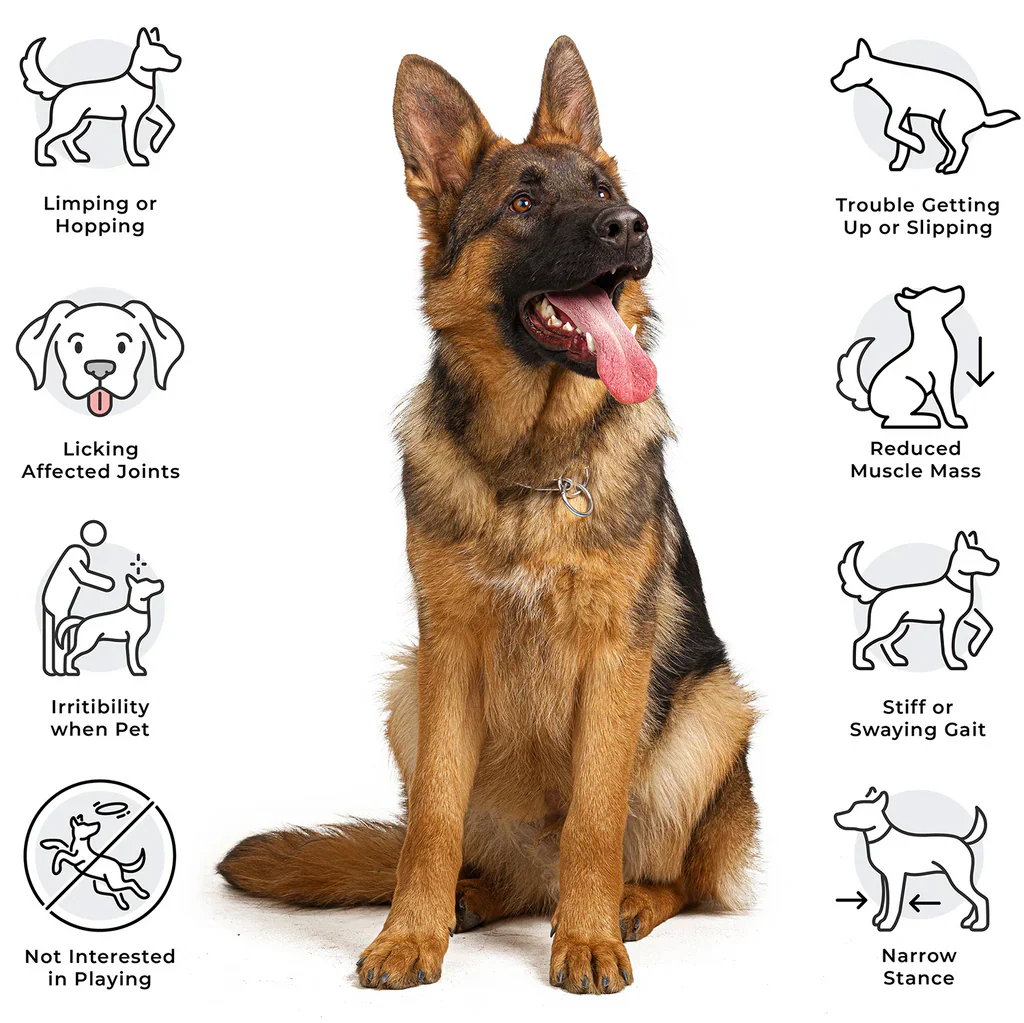 German Shepherd Health: Top Conditions and How to Manage Them