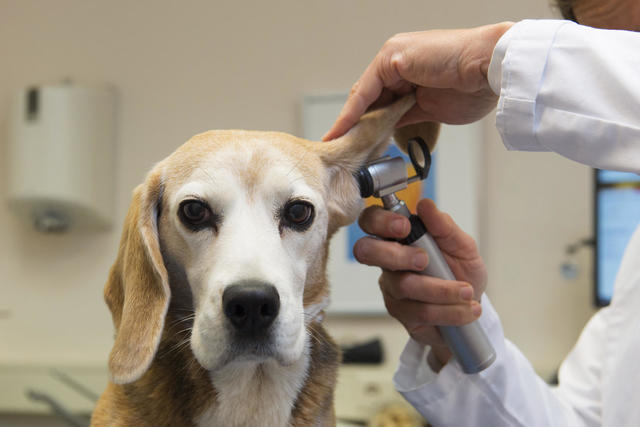 Vet Advice for Bringing a New Pet Home: Complete Checklist for Dogs and Cats